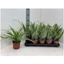 Picture of Spider Plant