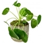 Picture of Chinese Money Plant