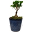 Picture of Ficus Ginseng