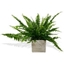 Picture of Boston Fern