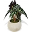 Picture of Alocasia Amazonica Polly