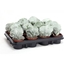 Picture of Silver Crown