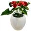 Picture of Anthurium (Red)
