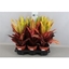 Picture of Garden Croton 'Nervia'
