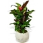 Picture of Garden Croton 'Mammi'