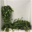 Picture of Trailing Ivy