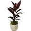 Picture of Cordyline Fruti Mambo
