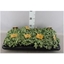 Picture of Fittonia Green