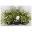 Picture of Maidenhair Vine