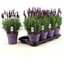 Picture of Lavender
