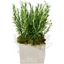 Picture of Rosemary