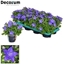 Picture of Campanula - Purple