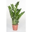 Picture of ZZ Plant