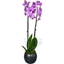 Picture of Phalaenopsis Orchids