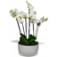 Picture of Phalaenopsis Orchid White
