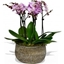 Picture of Phalaenopsis Orchid Pink