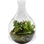 Picture of Terrarium in Hourglass vase