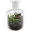 Picture of Terrarium in Long-Neck Bottle