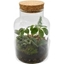 Picture of Terrarium with Cork Stopper