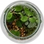 Picture of Classic Terrarium