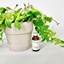 Picture of Handcrafted Body Oil - Romance 30ml