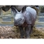 Picture of ZSL Whipsnade Zoo Tickets