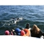 Picture of Whale Watching Tours - Iceland