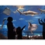 Picture of Barcelona Aquarium (L'AquArium)