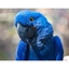 Picture of Loro Parque Tickets