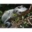Picture of Wildlife Park, Airboat Ride and Gatorland
