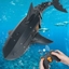 Picture of 2.4G Remote Control Simulation Electric Shark Toy